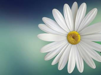 729510_Pixabay | Urheber Bess Hamiti